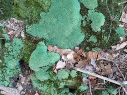 Bryophytes